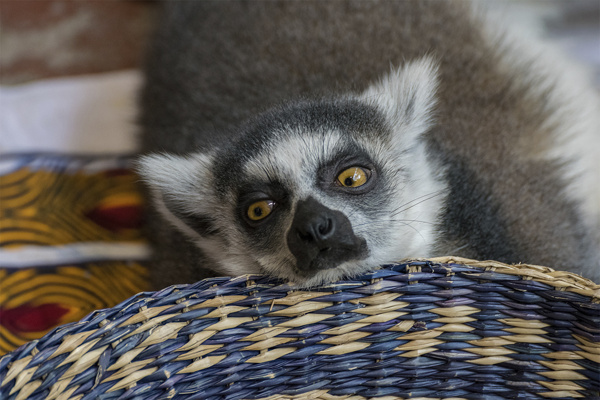 lemure-muede-affe-landtiere-zoo